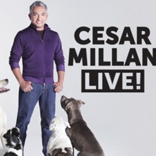 Cesar Millan Bécsben